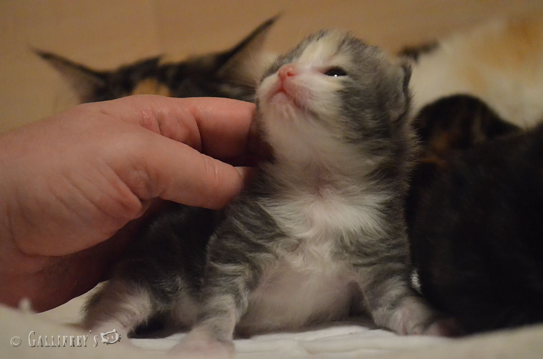 石龙镇扎实做好60岁以上老人城乡居民养老保险生存认证工作|3