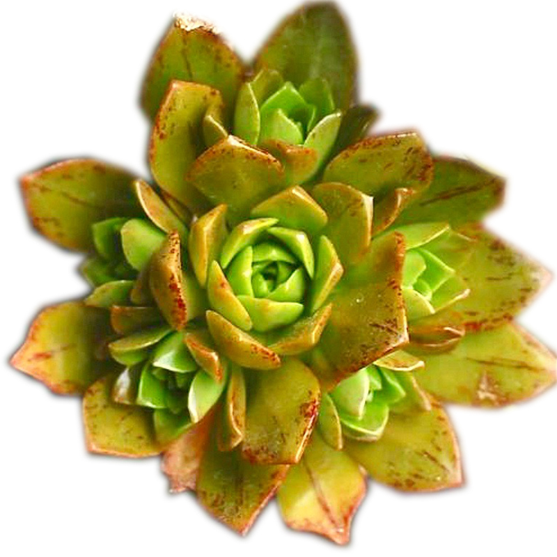 ‘3377体育’县环保局传达钟山镇7月份例会精神